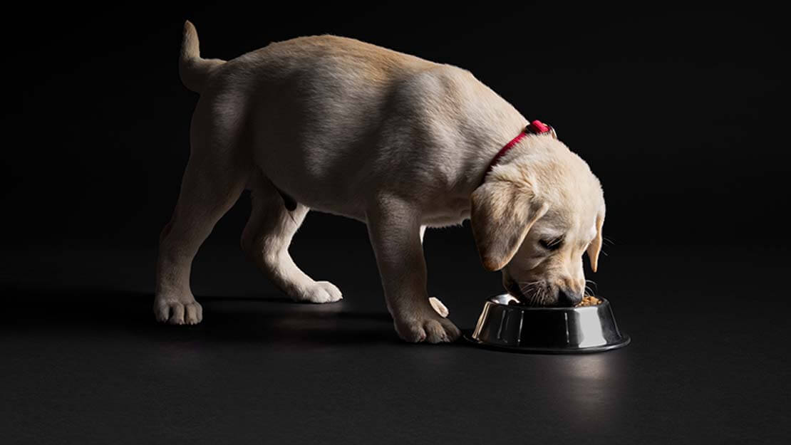 Pro plan optistart medium puppy food hotsell